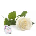 send white roses to dhaka,bangladesh