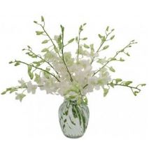 Send All White Dendrobium Orchids to Dhaka in Bangladesh