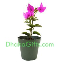 send bougainvillea plant to dhaka