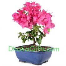 send live bougainvillea plant to dhaka