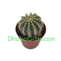 send live cactus plant in dhaka