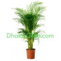 send live herica palm plant to dhaka