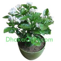 send online jasmine plant in dhaka