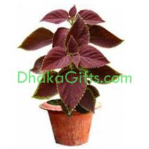 send live plant in dhaka