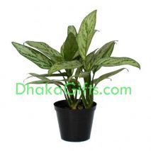 send Live silver queen plant to dhaka