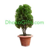 send live tamarisk plant to dhaka