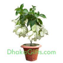 send live white moshonda plant to dhaka