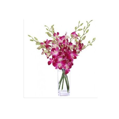Send Wine Coloured Dendrobium Orchids to Dhaka in Bangladesh