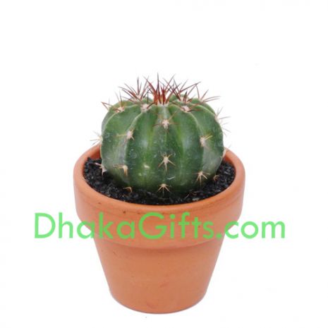 send cactus plant in dhaka