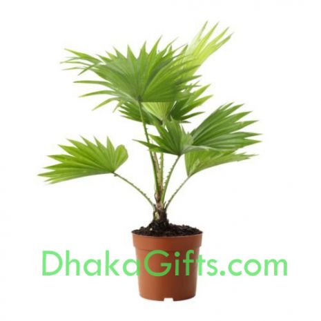 send live china palm plant to dhaka