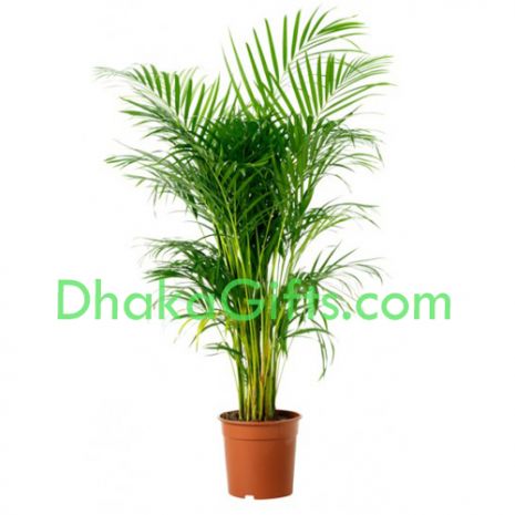 send live herica palm plant to dhaka