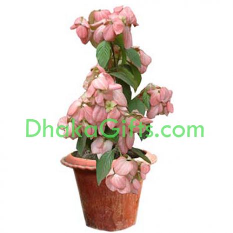 send live pink moshonda plant to dhaka