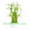 send dracaena sanderiana plant in dhaka