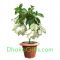send live white moshonda plant to dhaka